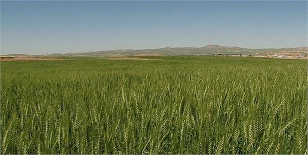 افزایش بهره‌وری مزارع با سامانه «ست پلت» دانشگاه شریف